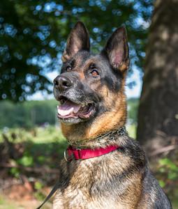 #379 DUKE DUKE, a 3 ½ year old male, needed a home with strong leadership so he could become the perfect best friend.