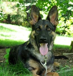 #381 TIA TIA is a beautiful, nine-month old, black and tan GSD. She is very sweet and friendly with people.