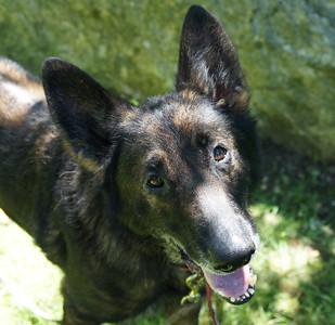 He came into our program with his canine sister, Ebony. Their previous owner was no longer able to care of them.