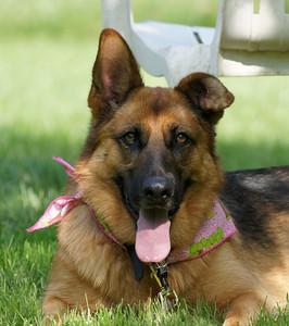 The shelter did not want to put him up for adoption to the general public as he had some issues and they felt he needed to go to a GSD savvy person who