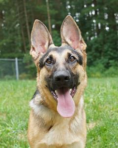 #361 TYSON TYSON was just 9 months old when he was turned over to GSRNE. This handsome boy needed a lot of help.