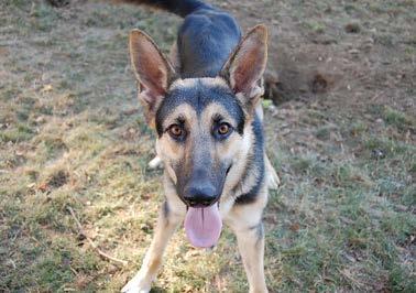 #365 ZEUS ZEUS was a just a 10 month old, super sweet, friendly boy when he came to GSRNE. His owner surrendered him to a shelter and the shelter contacted us to help.