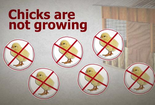 Chicken diseases It is normal for up to 1% of your chicks to die in the first week.