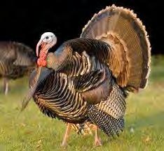 NATUREWATCH by Jim and Lynne Weber CANYON CHRONICLE THE SEVEN-FACED BIRD Most often, the traditional star of holiday meals in the United States is the domestic turkey.