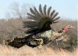 Wild turkeys (Meleagris gallopavo) were first domesticated in Mexico, and then exported to Europe.