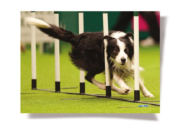 through certain obstacles are tested. Rally Rally is a canine sport derived from the heelwork elements of competitive Obedience.
