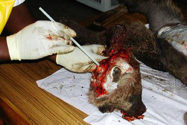 Tracing dog-bites including investigation of the origin of likely exposures (offending animals) and identification and control of humans and contact animals at risk.