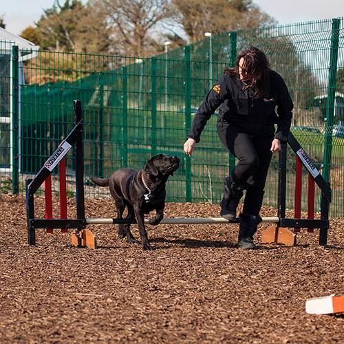 training with kindness: understanding our canine companions 5 Practical Experience Our trainers run a number of client-focused classes including Puppy Manners, Good Dog, Great Dog, Agility, Scent