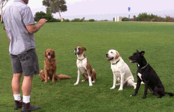 Introduction This lesson will take an in depth look at the early, but vitally important, stages of your career as a professional dog trainer.