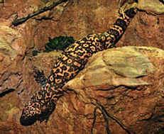 ORDER SQUAMATA Lizards and Snakes SUBORDER LACERTILA OR SAURIA Lizards Lizards: Includes iguanas, geckos, skinks, chameleons, etc Most have four limbs, may have none Rely on speed, agility, &