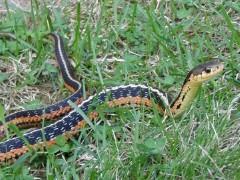 chemical scents (using forked tongue) May inject venom or poison Hemotoxin (rattle snake & water moccasin) or neurotoxin