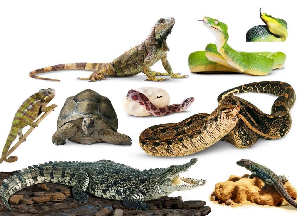 CLASS REPTILIA - Reptiles Dry, watertight skin covered by scales covered by a protein called keratin to prevent desiccation (water loss) Toes with claws to dig and climb Geckos have toes modified