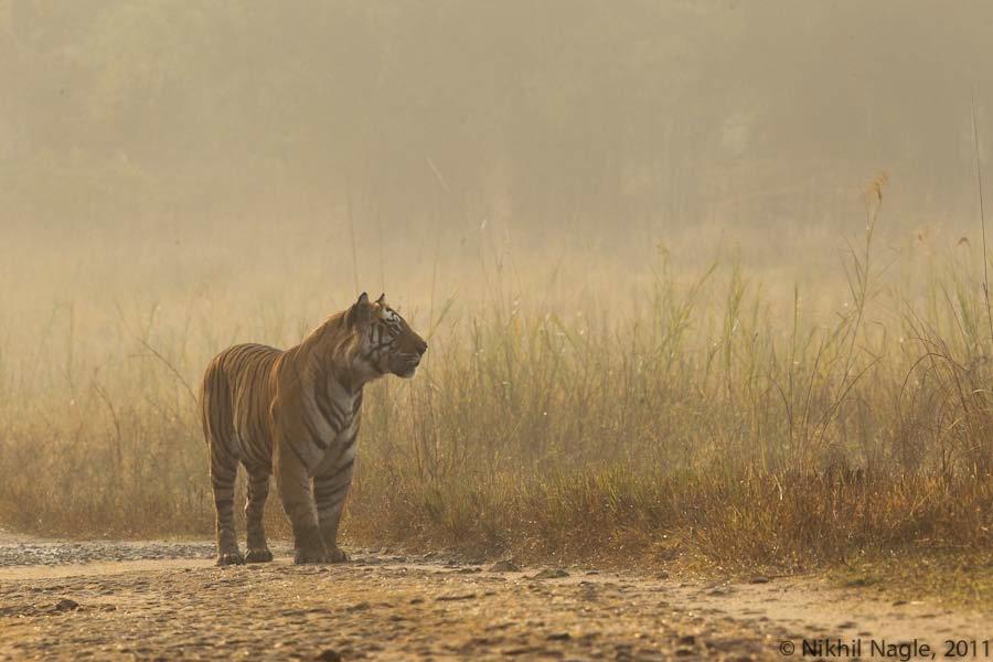 A tiger surveys his turf in a Protected Area in India. When the animal has been killed, the tiger drags the carcass into shade, away from scavengers and other predators.