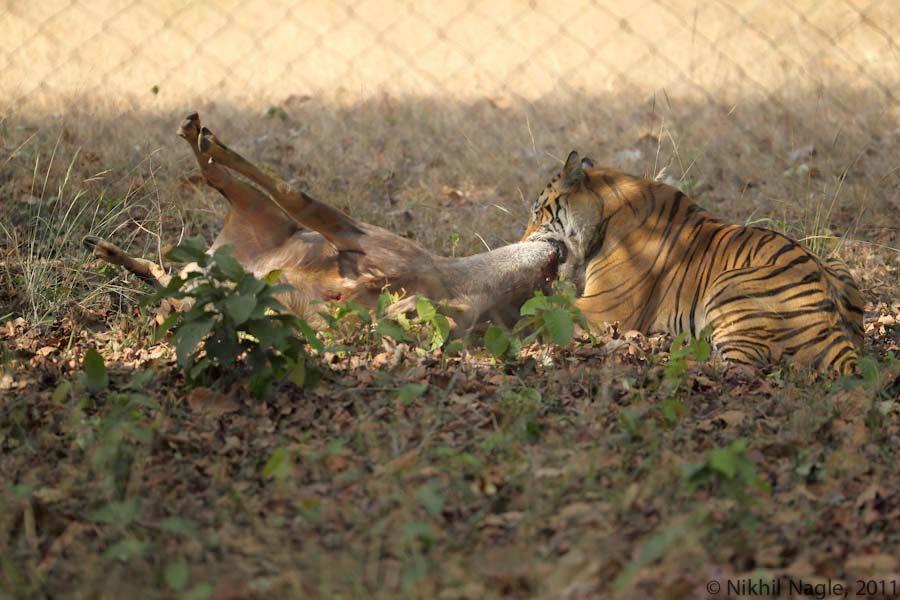 by individual tigers to indicate the extent of their territory by a female in oestrous(heat) to indicate her presence to males in that area Having caught its prey, it delivers the fatal throat-bite.
