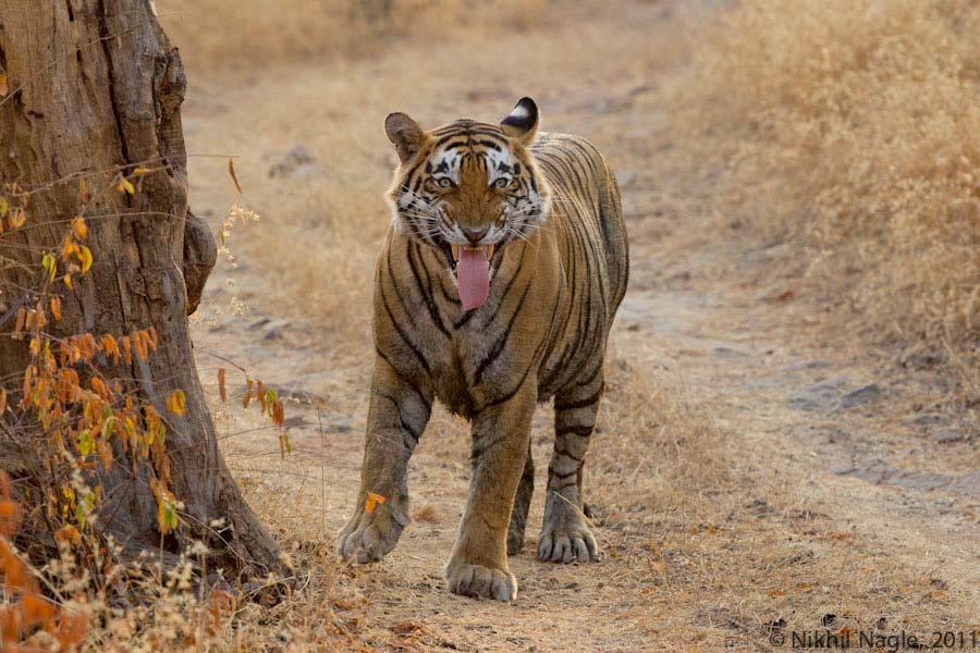Here, a tiger displays the biological response of flehmen, where it tries to smell the scent left by another animal. Tigers also mark their territories by scratching the barks of trees.