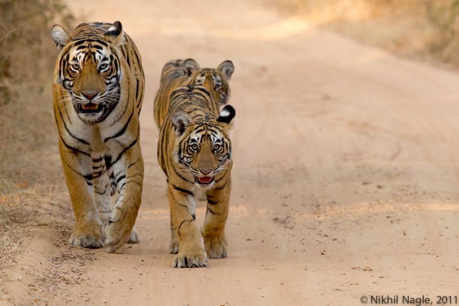 threat to the cubs, wherein a tiger that has not sired the cubs may kill them so as to bring their mother into oestrous and propagate his own lineage.