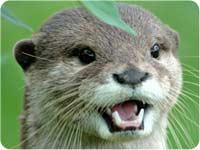 Ecosystem Small- clawed otters live in