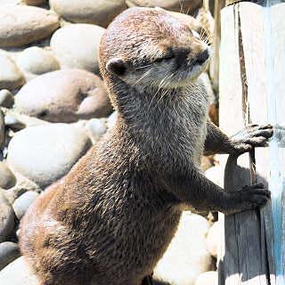 otters live in loose family groups of about