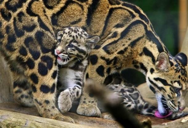 Clouded Leopard Neofelis Nebulosa Appearance The Clouded Leopard is a medium sized cat, 2 ft to 3 ft long and weighing between 33 to 50 lb.
