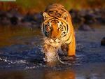 BENGAL TIGER Scientific Name: Panthera Tigris The Bengal tiger, or Royal Bengal tiger (Panthera tigris tigris or Panthera tigris