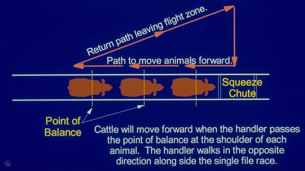 Handler Movement Pattern to Keep Cattle