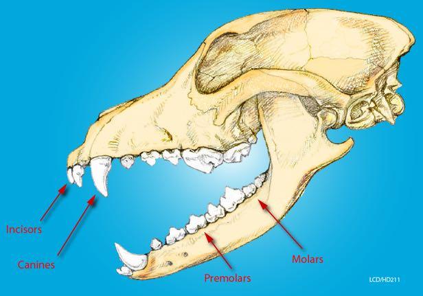 In the upper jaw there are 20 teeth 6 upper incisors + 2 canines + 8 premolars+ 4 molars In the lower jaw there are 22 teeth 6 lower incisors + 2 canines + 8 premolars + 6 molars WHY IS IT CALLED A
