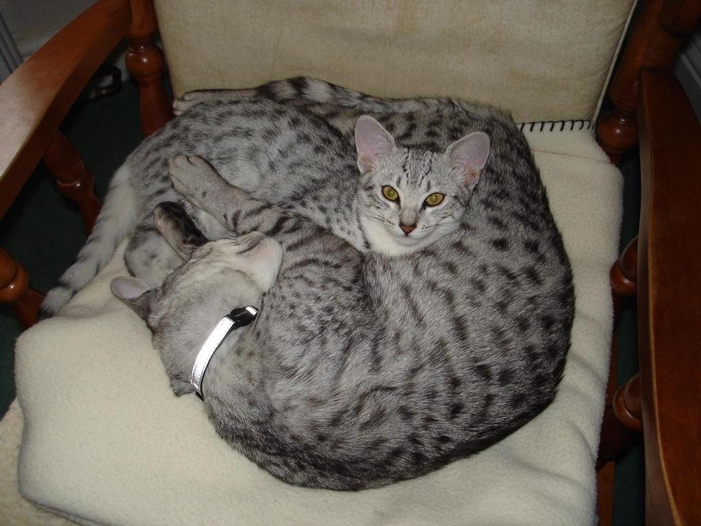 Baby Jasmin snuggling up with big bro Tatu Later that year, however, we were back to having only 4 cats. Sadly, Tatu died suddenly at the age of 18 months, from a suspected burst bladder.