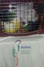 Because of the ongoing court case against the owner, the birds were prevented from being adopted or being moved on to other homes for months after the seizure, putting great pressure on RIPA.