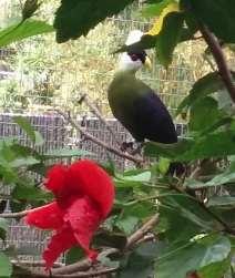 Hannah reflected that he had had a good life at the zoo and how 25 years is a good life span for a turaco.