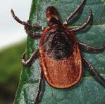 warming climates and ticks natural resilience mean the threat of ticks, and the diseases