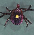 THE INFESTATION POPULATION: BROWN DOG TICK (Rhipicephalus sanguineus) Associated with