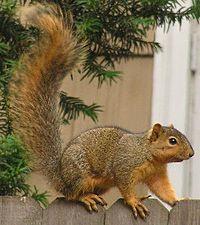 Grey and Fox Squirrels Identification: Fox and grey squirrels are found throughout the eastern half of the United States.