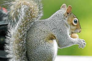Habits: Fox squirrels are founds in open woodlands and spend a lot of their time on the ground. In the summer, fox squirrels build their dens in trees using leaves.