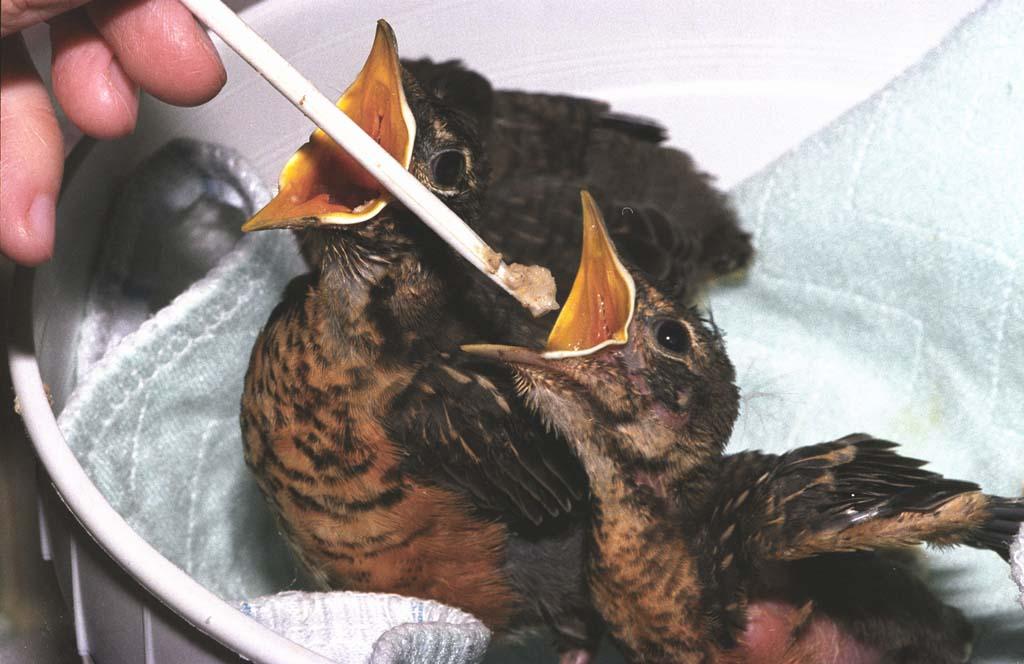 American Robin nestlings being fed with a feeding stick. How are they fed? 1. Give each bird 3 to 4 portions of food far back in the mouth per feeding. 2.