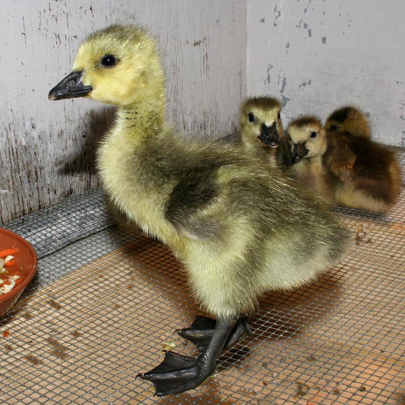 SECTION 3: Precocial Fledglings Goslings (baby Geese). I. About Precocial Fledglings Examples of precocial birds: ducks, geese, pheasants, and killdeer.