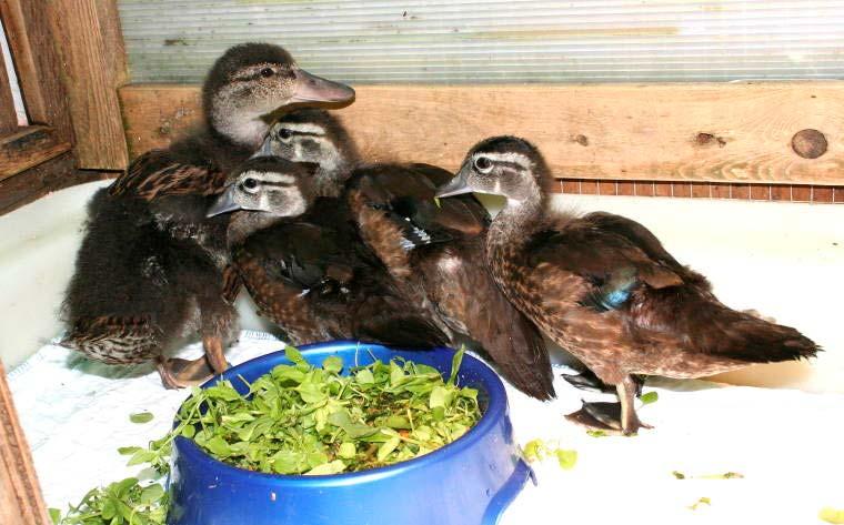 II. Precocial Fledgling Diets Make sure all dishes are small enough so the birds do not sit in them. Wood ducks and a dish of duck salad. How are they fed?