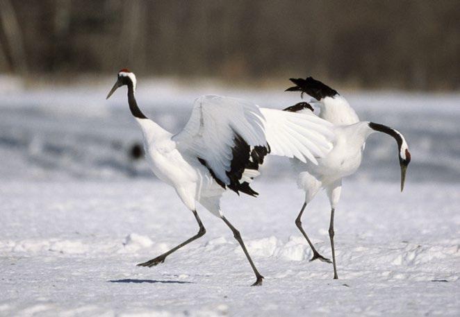 The crane is one of the largest birds in the world, and it is the most popular animal in Japan.