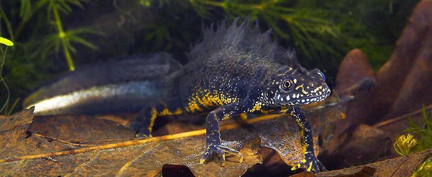 Research on Great Crested Newt (Triturus cristatus) population Capturing Great Crested Newts using funnel traps, comparison of captures to previous