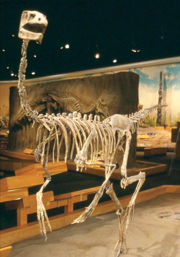 Bone fossils tell us about speed too. Meat-eating dinosaurs had hollow bones. A hollow bone is filled with air.