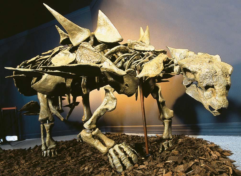 Some dinosaurs were very heavy, like this Gastonia.