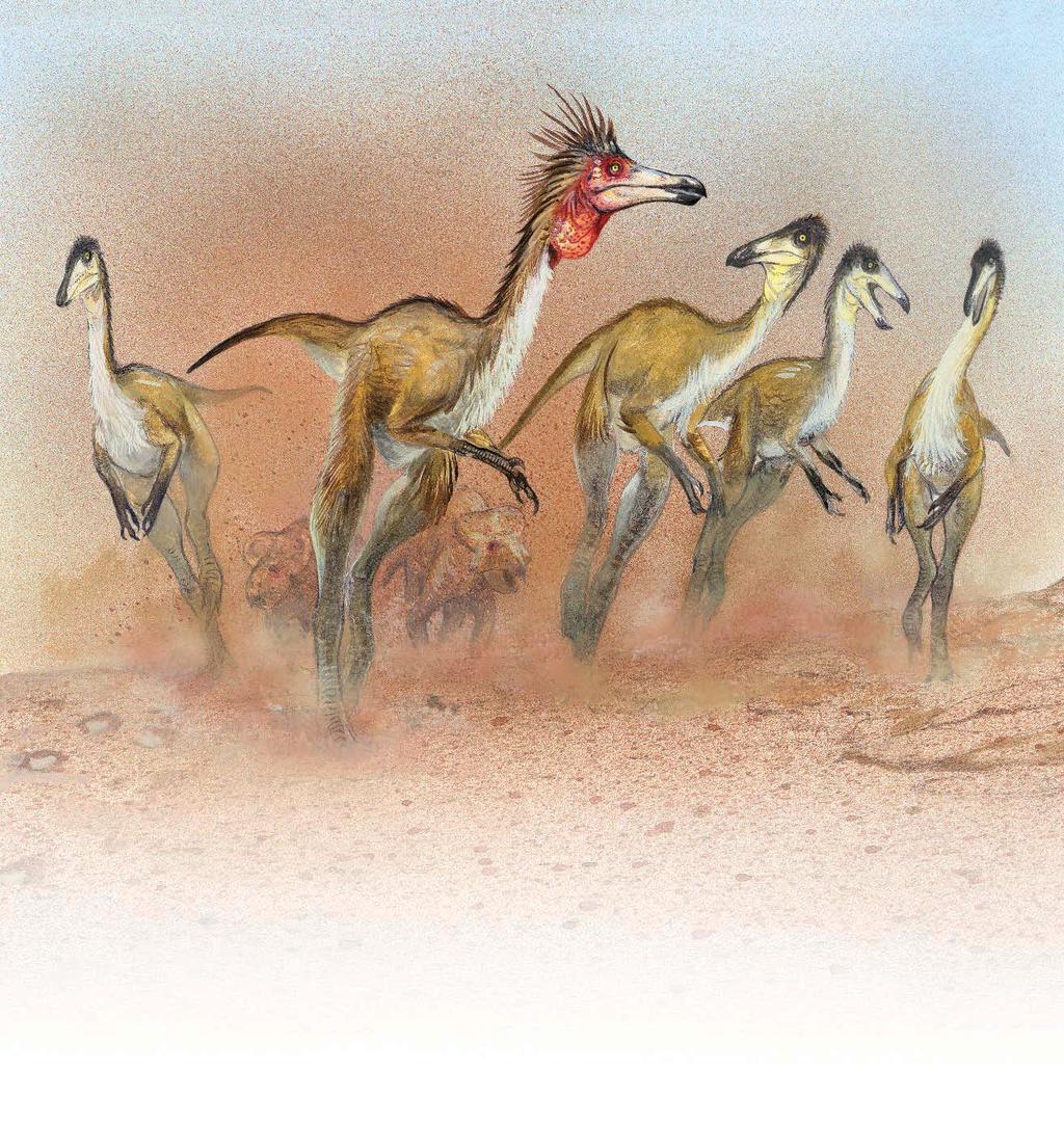The ostrich dinosaurs are the fastest of all dinosaurs.