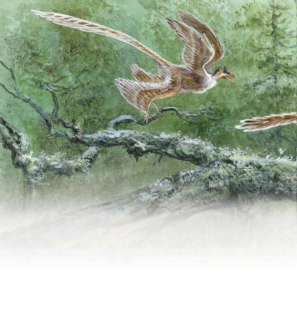 Long before this time, many fast dinosaurs traveled the earth. Some had feathers. These tiny Microraptor do.
