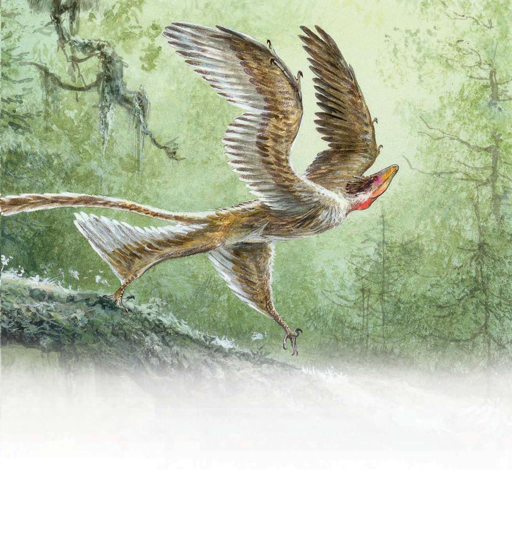 Microraptor s feathers and speed might have helped it take off into the air.