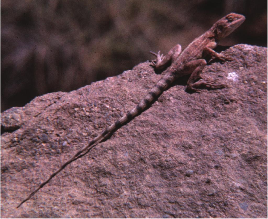 Figure 1. Ctenophorus caudicinctus in typical posture surveying its kingdom from the top of a rock. diversity [D = 1/ Σp i 2] where pi is the proportion of prey category i.
