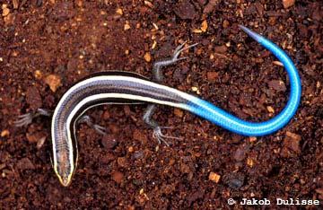 COSEWIC Assessment and Status Report on the Western Skink