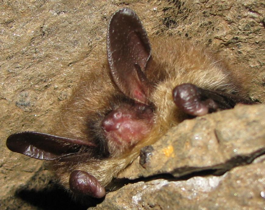 Northern long-eared bat Weight 1/8 1/4 oz.