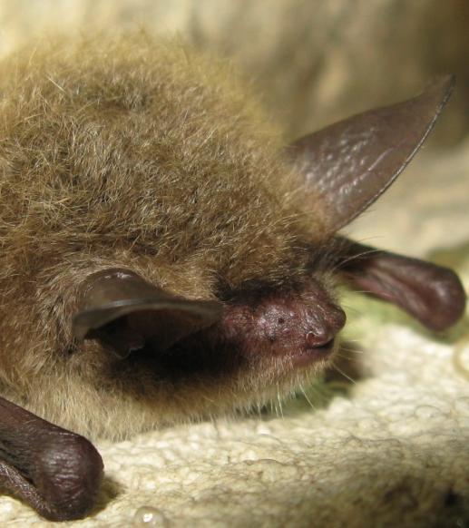 The little brown bat is state
