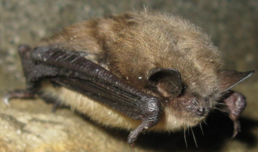 House Bats Little brown bat Commonly found in houses during the summer Weight 1/8 3/8 oz. (4-9 g) 3 1/8 3 7/8 in. (80 98 mm) 9 11 in.