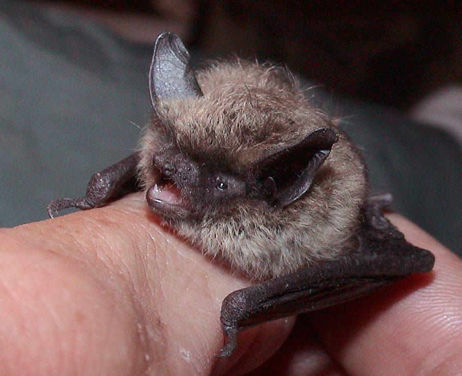 Small-footed bat Weight 1/10 1/5 oz. (3-5 g) Body Length 2 7/8 3 1/4 in.