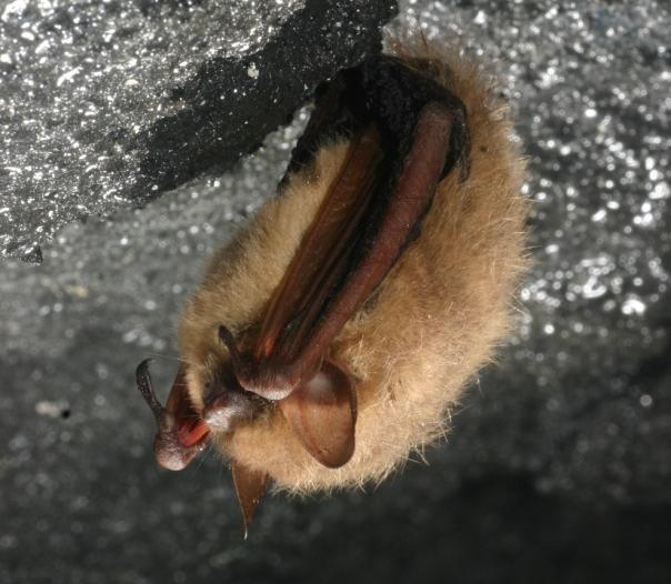 Tri-colored bat Weight 1/5 oz. (6 g) 2 3/4 3 3/4 in. (71 95 mm) 8 10 in.